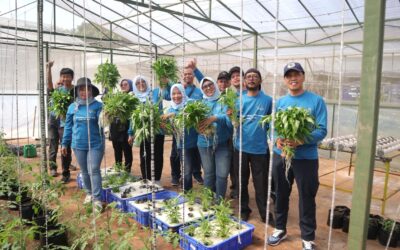 Pelatihan Budidaya tanaman sayur